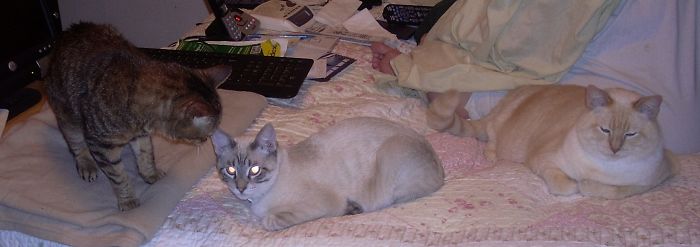 Pet Owners Who Have 3 Or More Pets, Share Your Pics With Us Pet Owners Who Have 3 Or More Pets, Share Your Pics With Us