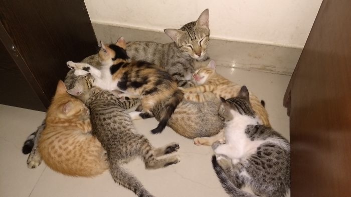 Pet Owners Who Have 3 Or More Pets, Share Your Pics With Us Pet Owners Who Have 3 Or More Pets, Share Your Pics With Us