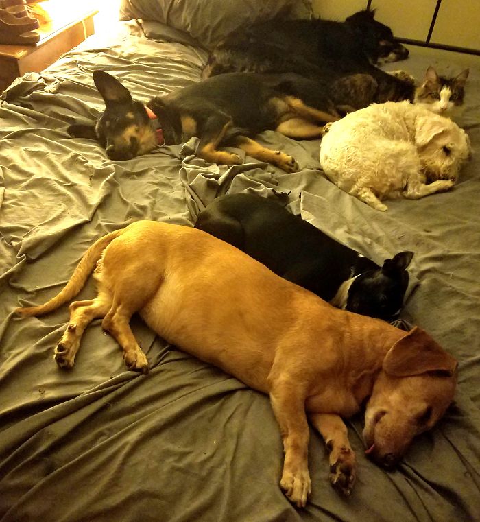 Pet Owners Who Have 3 Or More Pets, Share Your Pics With Us Pet Owners Who Have 3 Or More Pets, Share Your Pics With Us