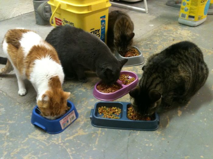 Pet Owners Who Have 3 Or More Pets, Share Your Pics With Us Pet Owners Who Have 3 Or More Pets, Share Your Pics With Us