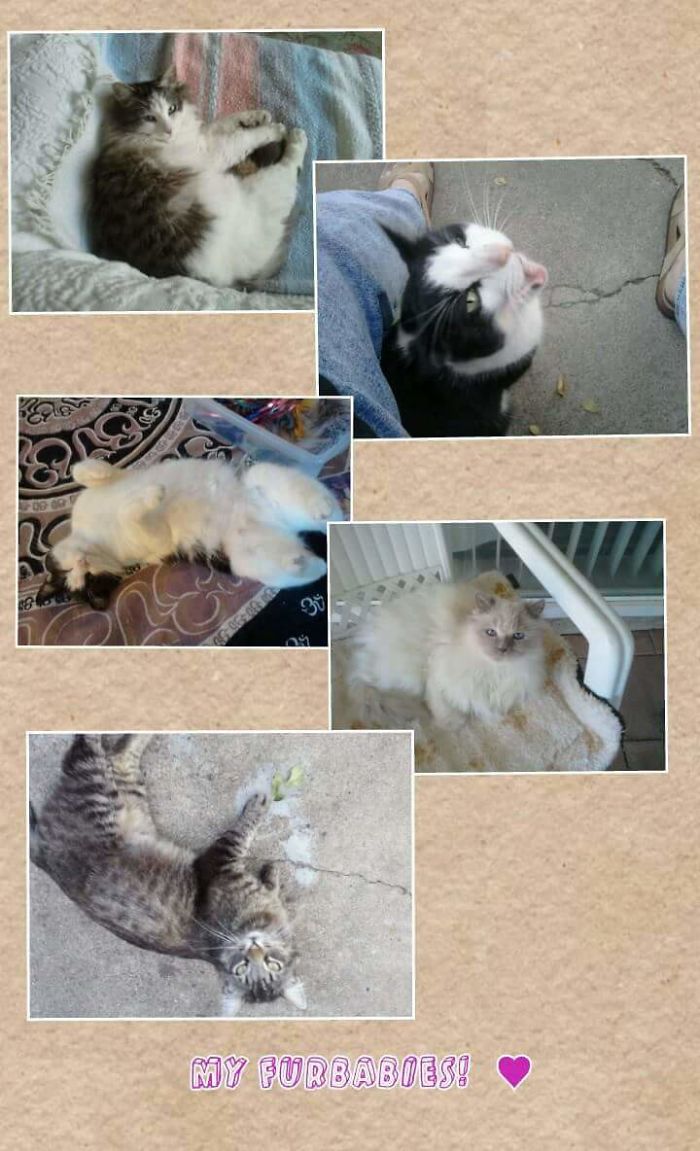 Pet Owners Who Have 3 Or More Pets, Share Your Pics With Us Pet Owners Who Have 3 Or More Pets, Share Your Pics With Us