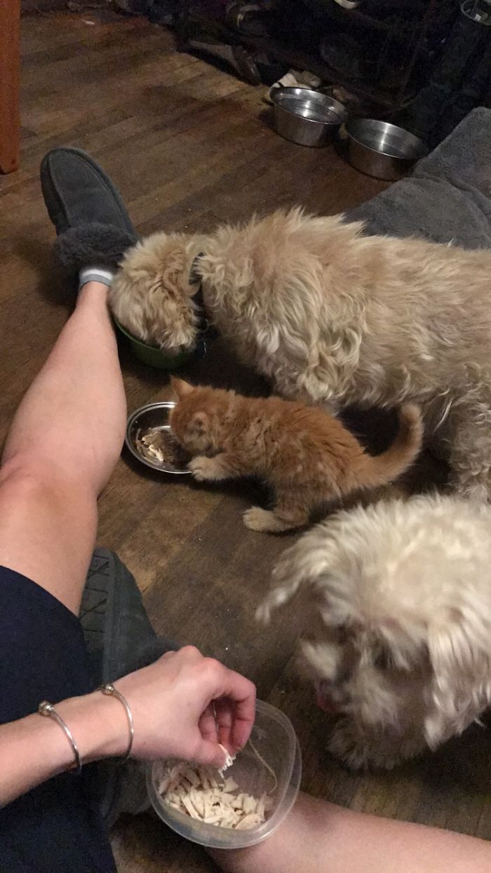 Pet Owners Who Have 3 Or More Pets, Share Your Pics With Us Pet Owners Who Have 3 Or More Pets, Share Your Pics With Us