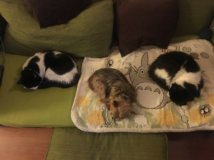 Pet Owners Who Have 3 Or More Pets, Share Your Pics With Us