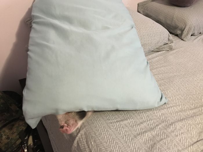 Pet Owners Who Have 3 Or More Pets, Share Your Pics With Us