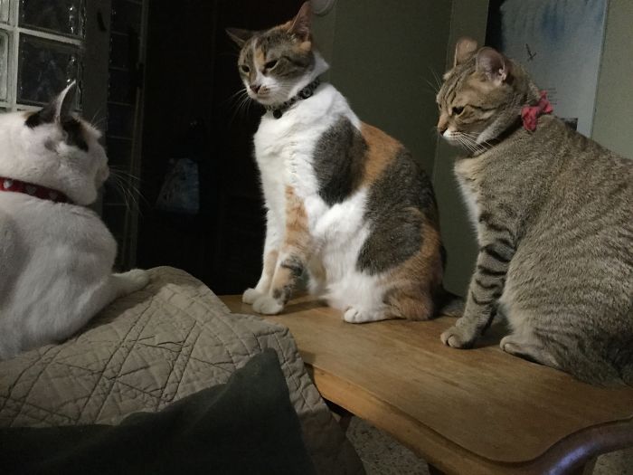 Pet Owners Who Have 3 Or More Pets, Share Your Pics With Us Pet Owners Who Have 3 Or More Pets, Share Your Pics With Us