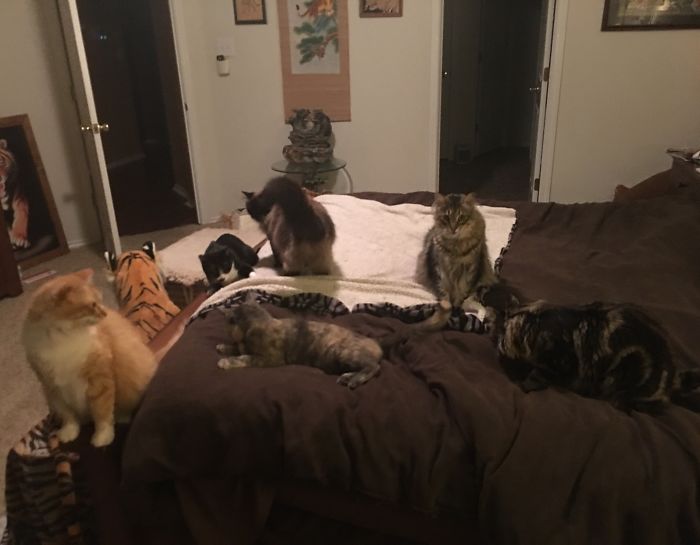 Pet Owners Who Have 3 Or More Pets, Share Your Pics With Us Pet Owners Who Have 3 Or More Pets, Share Your Pics With Us