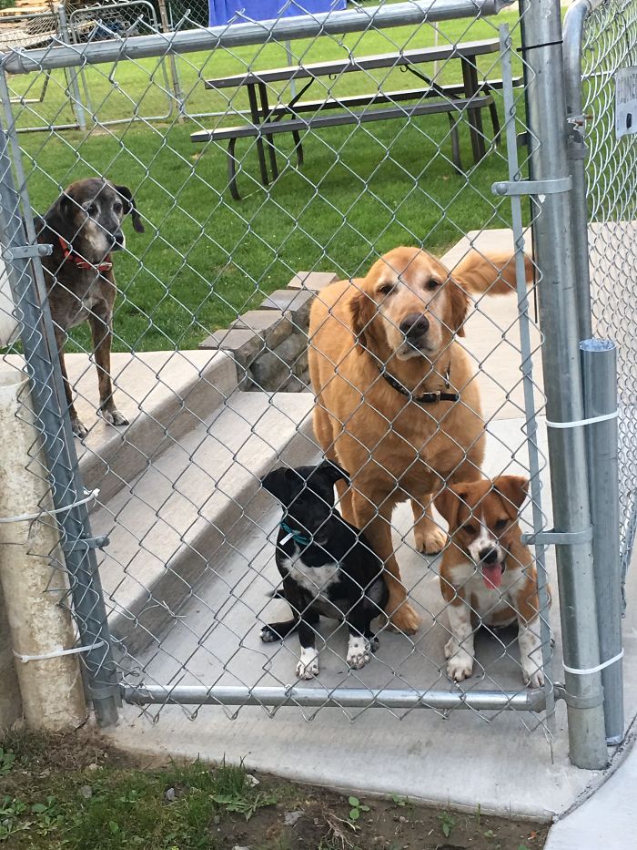 Pet Owners Who Have 3 Or More Pets, Share Your Pics With Us Pet Owners Who Have 3 Or More Pets, Share Your Pics With Us