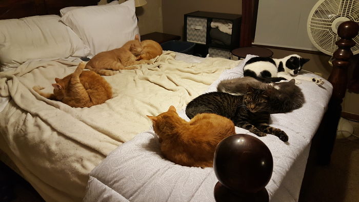 Pet Owners Who Have 3 Or More Pets, Share Your Pics With Us Pet Owners Who Have 3 Or More Pets, Share Your Pics With Us