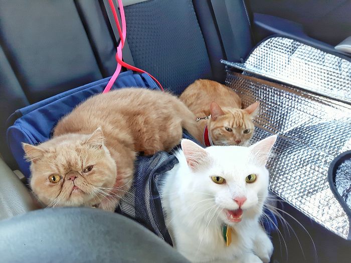 Pet Owners Who Have 3 Or More Pets, Share Your Pics With Us Pet Owners Who Have 3 Or More Pets, Share Your Pics With Us