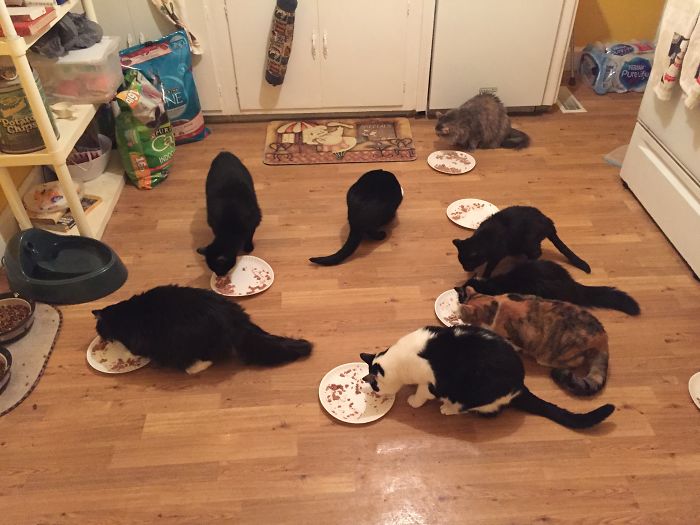 Pet Owners Who Have 3 Or More Pets, Share Your Pics With Us Pet Owners Who Have 3 Or More Pets, Share Your Pics With Us