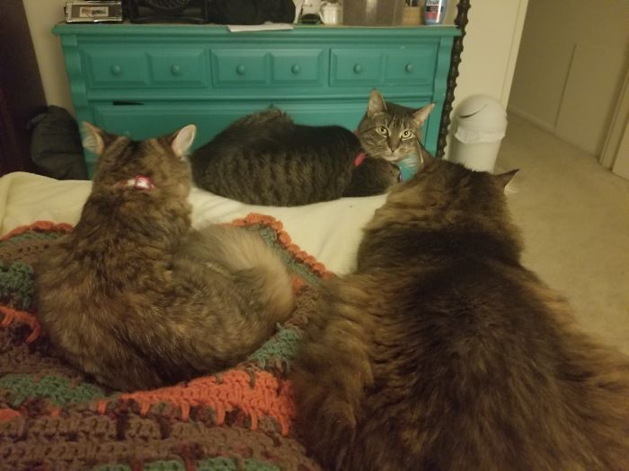 Pet Owners Who Have 3 Or More Pets, Share Your Pics With Us