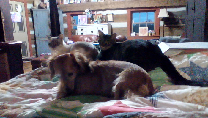 Pet Owners Who Have 3 Or More Pets, Share Your Pics With Us Pet Owners Who Have 3 Or More Pets, Share Your Pics With Us