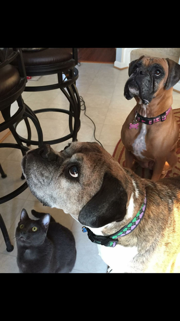 Pet Owners Who Have 3 Or More Pets, Share Your Pics With Us Pet Owners Who Have 3 Or More Pets, Share Your Pics With Us