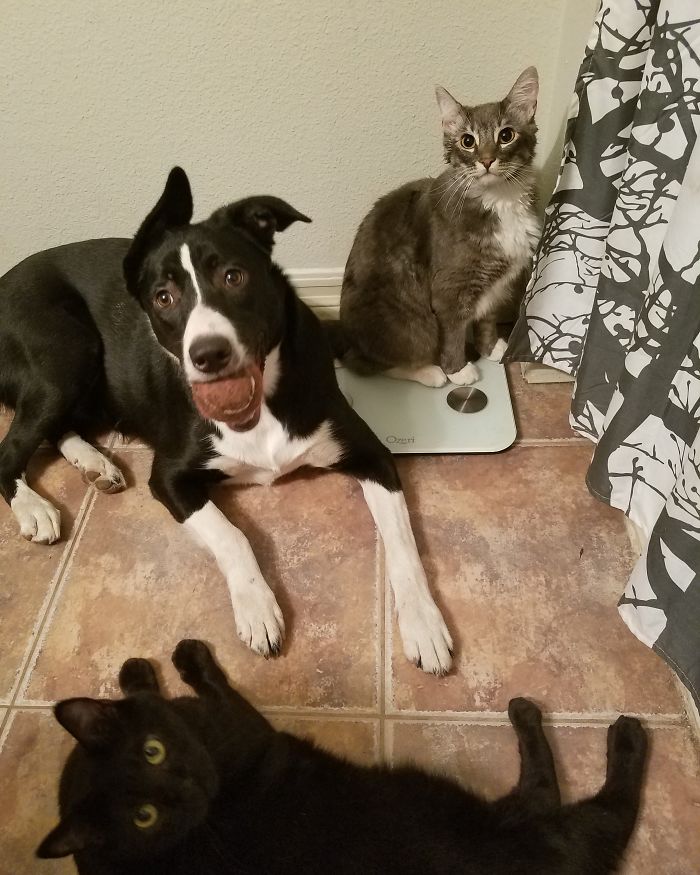 Pet Owners Who Have 3 Or More Pets, Share Your Pics With Us Pet Owners Who Have 3 Or More Pets, Share Your Pics With Us