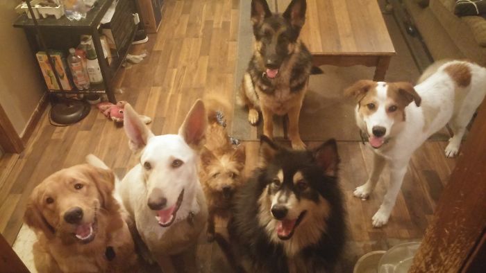 Pet Owners Who Have 3 Or More Pets, Share Your Pics With Us Pet Owners Who Have 3 Or More Pets, Share Your Pics With Us