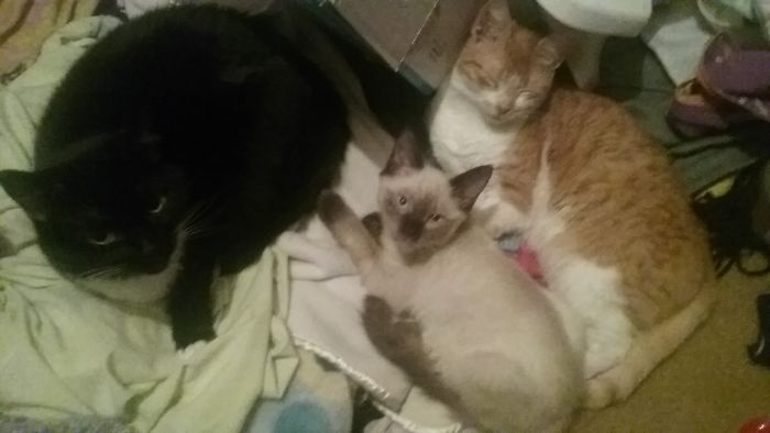 Pet Owners Who Have 3 Or More Pets, Share Your Pics With Us Pet Owners Who Have 3 Or More Pets, Share Your Pics With Us