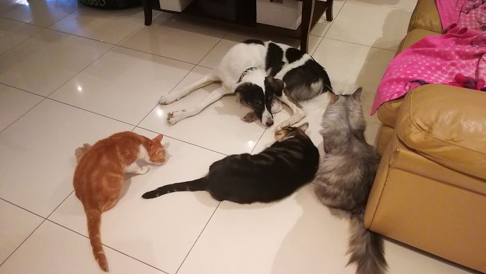 Pet Owners Who Have 3 Or More Pets, Share Your Pics With Us