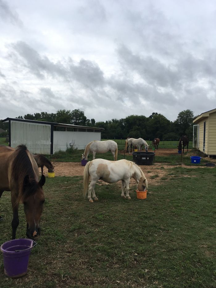 Pet Owners Who Have 3 Or More Pets, Share Your Pics With Us Pet Owners Who Have 3 Or More Pets, Share Your Pics With Us