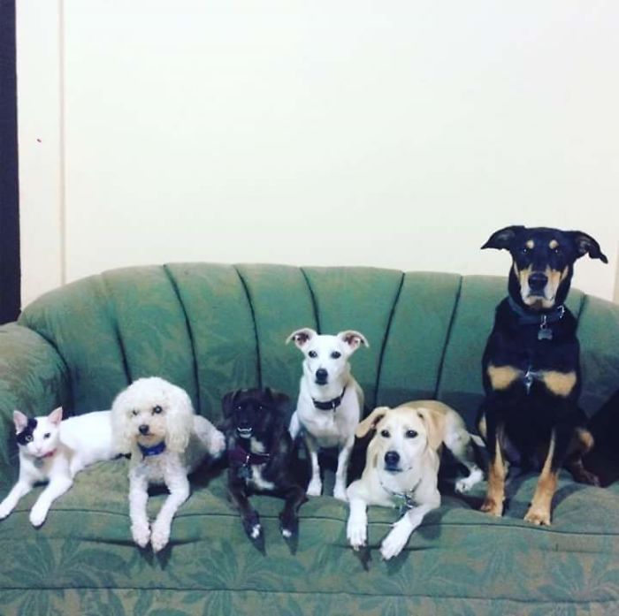 Pet Owners Who Have 3 Or More Pets, Share Your Pics With Us Pet Owners Who Have 3 Or More Pets, Share Your Pics With Us