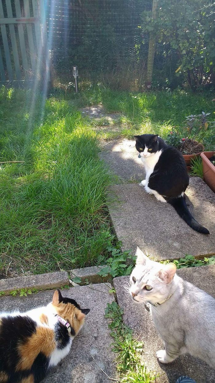 Pet Owners Who Have 3 Or More Pets, Share Your Pics With Us