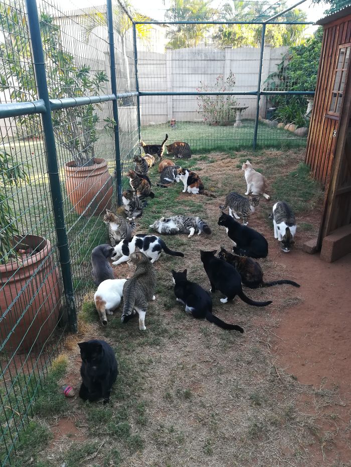 Pet Owners Who Have 3 Or More Pets, Share Your Pics With Us Pet Owners Who Have 3 Or More Pets, Share Your Pics With Us