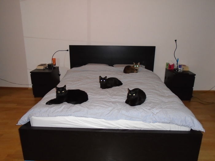 Pet Owners Who Have 3 Or More Pets, Share Your Pics With Us Pet Owners Who Have 3 Or More Pets, Share Your Pics With Us