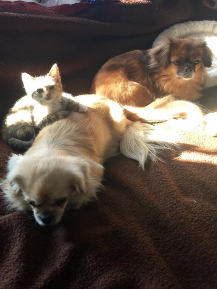 Pet Owners Who Have 3 Or More Pets, Share Your Pics With Us Pet Owners Who Have 3 Or More Pets, Share Your Pics With Us