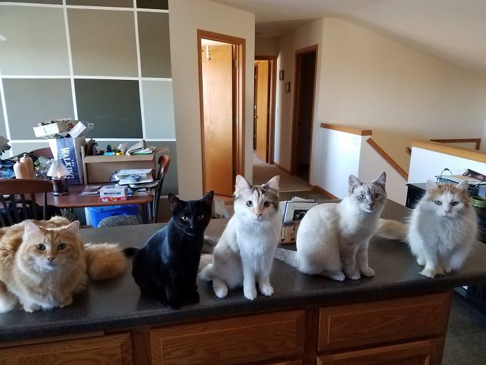 Pet Owners Who Have 3 Or More Pets, Share Your Pics With Us Pet Owners Who Have 3 Or More Pets, Share Your Pics With Us