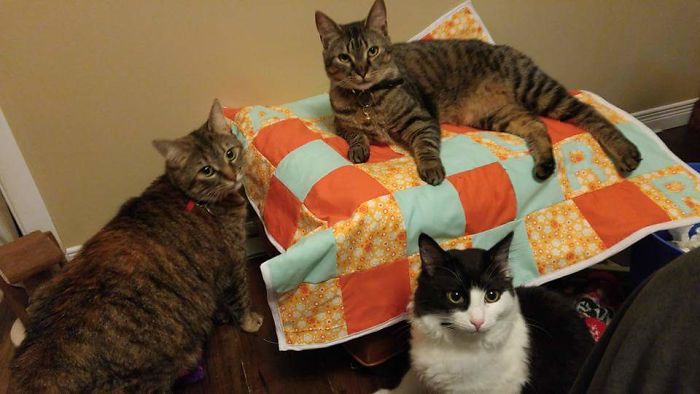 Pet Owners Who Have 3 Or More Pets, Share Your Pics With Us Pet Owners Who Have 3 Or More Pets, Share Your Pics With Us