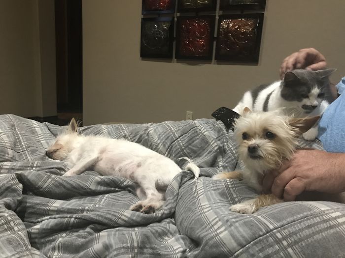 Pet Owners Who Have 3 Or More Pets, Share Your Pics With Us Pet Owners Who Have 3 Or More Pets, Share Your Pics With Us