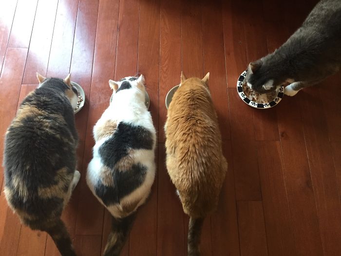 Pet Owners Who Have 3 Or More Pets, Share Your Pics With Us Pet Owners Who Have 3 Or More Pets, Share Your Pics With Us