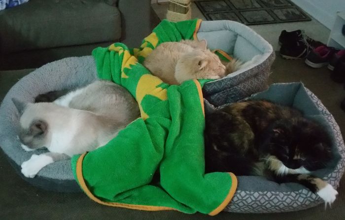 Pet Owners Who Have 3 Or More Pets, Share Your Pics With Us Pet Owners Who Have 3 Or More Pets, Share Your Pics With Us