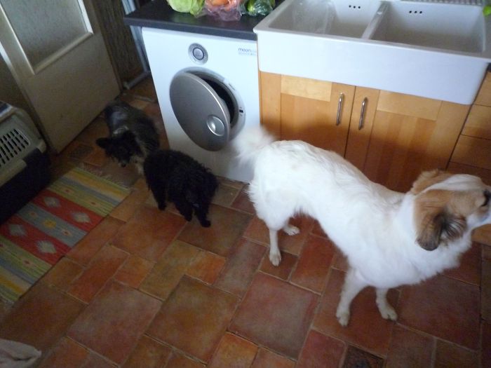 Pet Owners Who Have 3 Or More Pets, Share Your Pics With Us Pet Owners Who Have 3 Or More Pets, Share Your Pics With Us