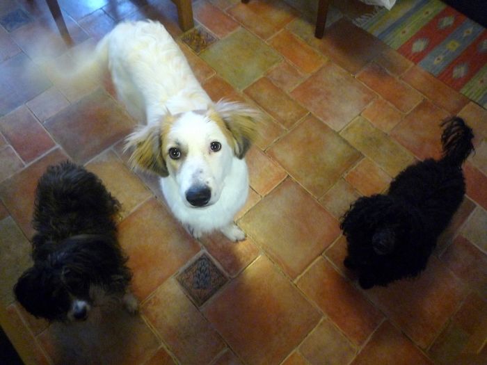 Pet Owners Who Have 3 Or More Pets, Share Your Pics With Us Pet Owners Who Have 3 Or More Pets, Share Your Pics With Us