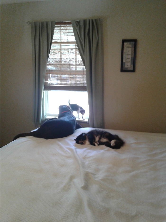 Pet Owners Who Have 3 Or More Pets, Share Your Pics With Us Pet Owners Who Have 3 Or More Pets, Share Your Pics With Us