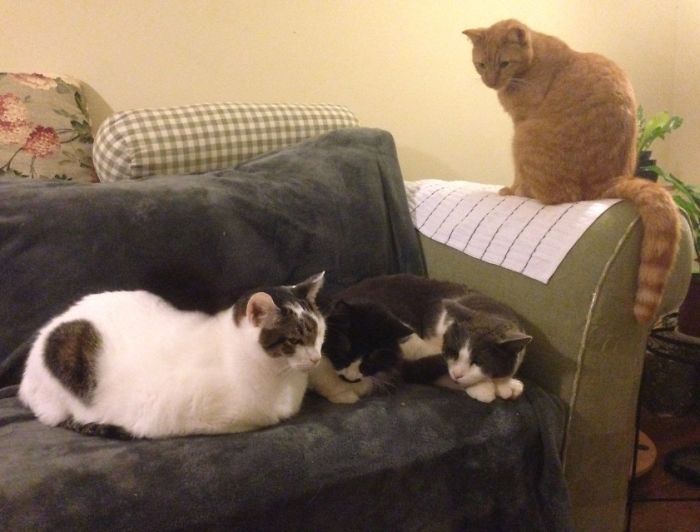 Pet Owners Who Have 3 Or More Pets, Share Your Pics With Us