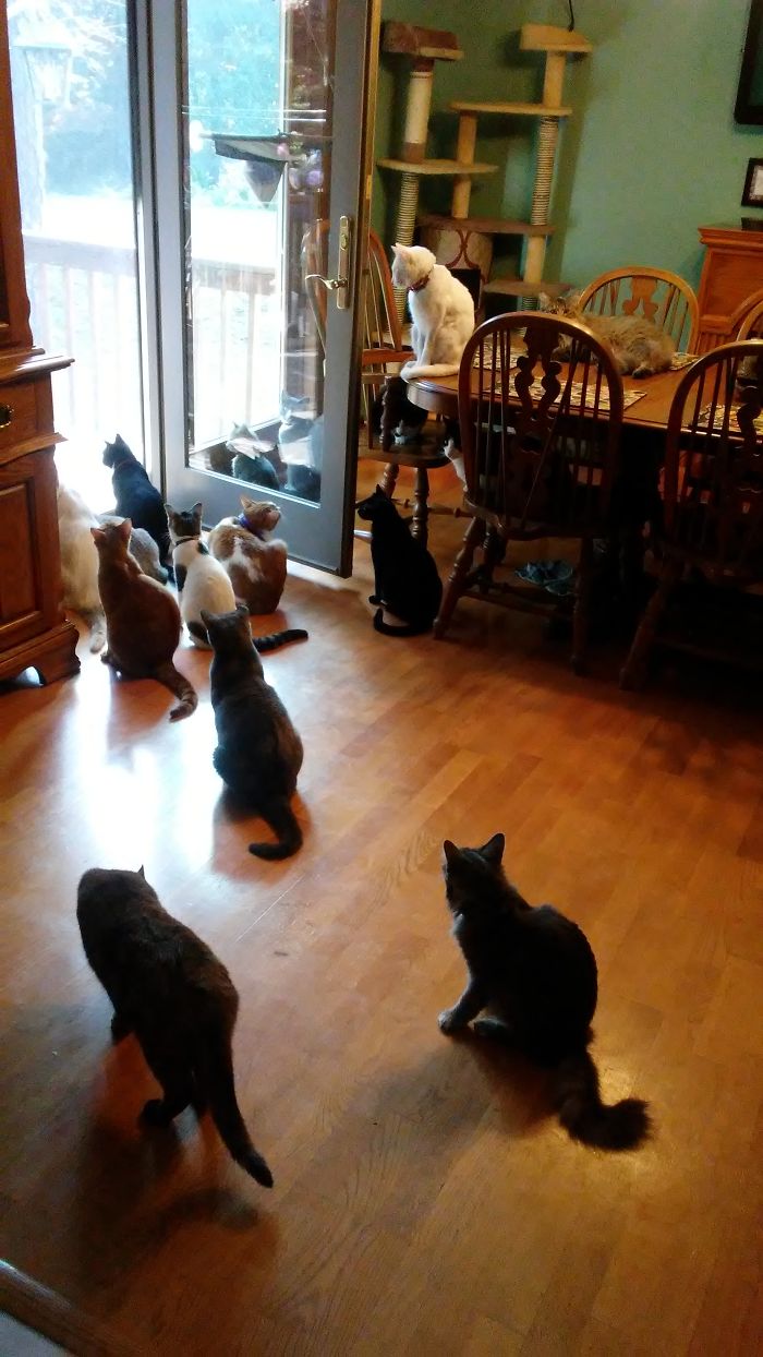 Pet Owners Who Have 3 Or More Pets, Share Your Pics With Us Pet Owners Who Have 3 Or More Pets, Share Your Pics With Us