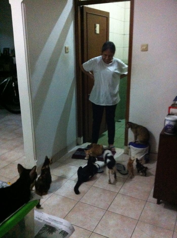 Pet Owners Who Have 3 Or More Pets, Share Your Pics With Us