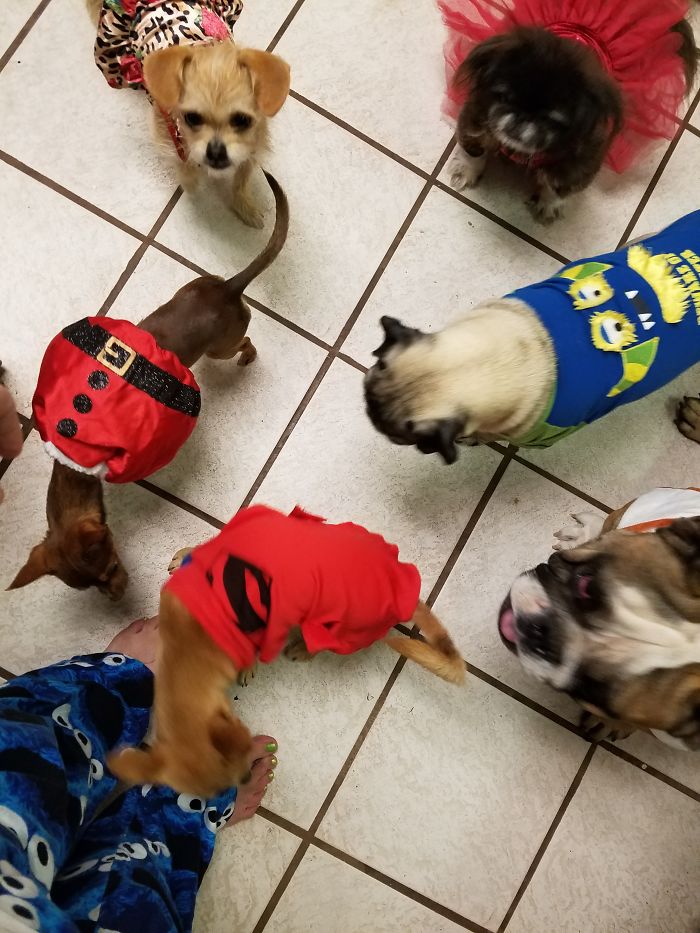 Pet Owners Who Have 3 Or More Pets, Share Your Pics With Us Pet Owners Who Have 3 Or More Pets, Share Your Pics With Us