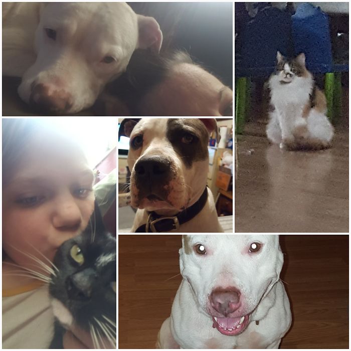 Pet Owners Who Have 3 Or More Pets, Share Your Pics With Us Pet Owners Who Have 3 Or More Pets, Share Your Pics With Us
