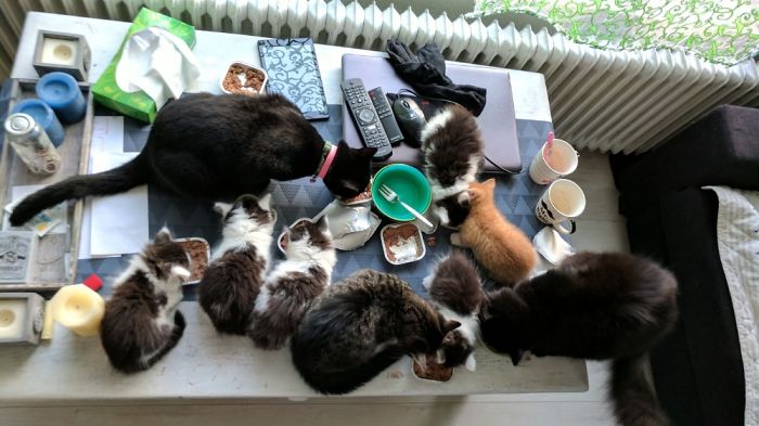 Pet Owners Who Have 3 Or More Pets, Share Your Pics With Us Pet Owners Who Have 3 Or More Pets, Share Your Pics With Us