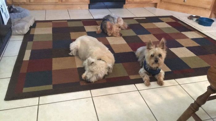 Pet Owners Who Have 3 Or More Pets, Share Your Pics With Us Pet Owners Who Have 3 Or More Pets, Share Your Pics With Us