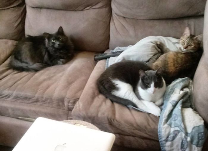 Pet Owners Who Have 3 Or More Pets, Share Your Pics With Us Pet Owners Who Have 3 Or More Pets, Share Your Pics With Us