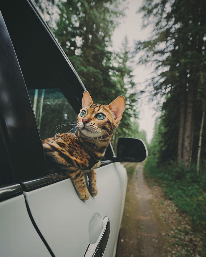 Meet Suki, The Traveling Cat Who’s Living A Better Life Than You Meet Suki, The Traveling Cat Who’s Living A Better Life Than You
