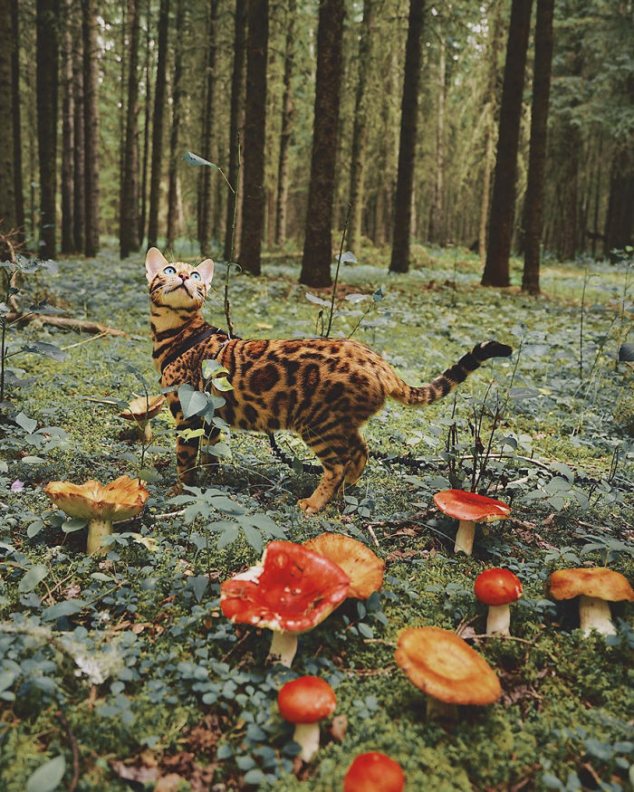 Meet Suki, The Traveling Cat Who’s Living A Better Life Than You Meet Suki, The Traveling Cat Who’s Living A Better Life Than You