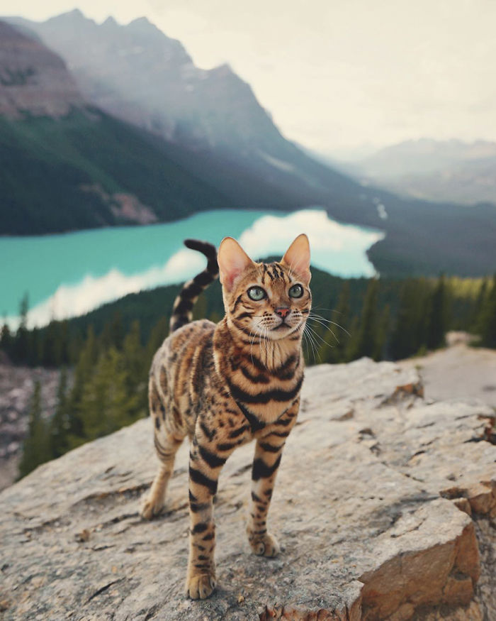 Meet Suki, The Traveling Cat Who’s Living A Better Life Than You Meet Suki, The Traveling Cat Who’s Living A Better Life Than You