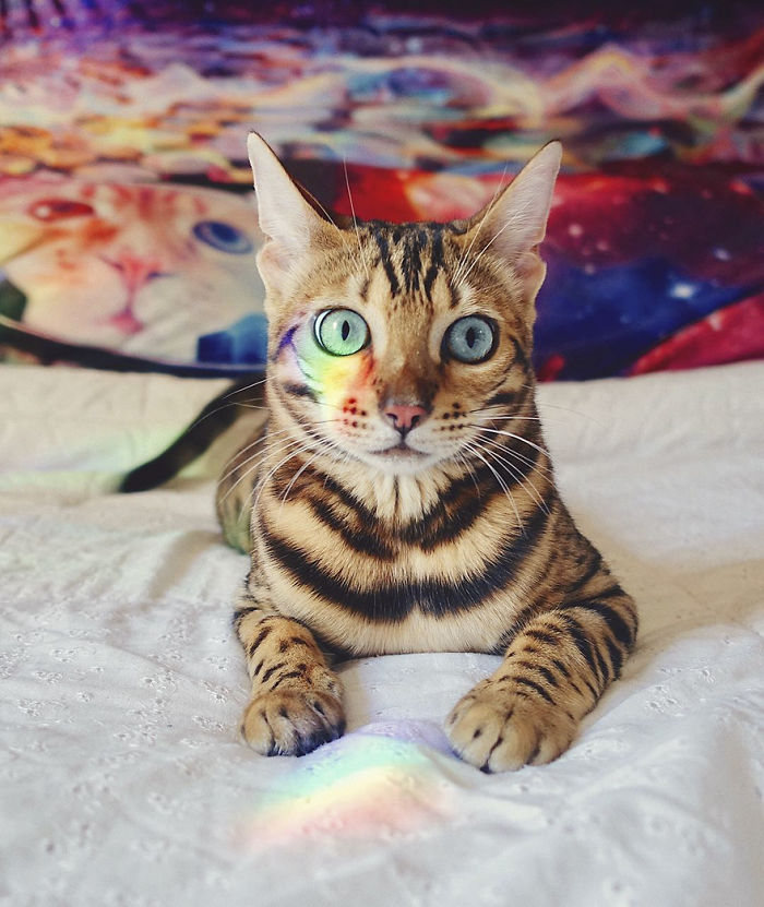 Meet Suki, The Traveling Cat Who’s Living A Better Life Than You Meet Suki, The Traveling Cat Who’s Living A Better Life Than You