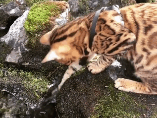 Meet Suki, The Traveling Cat Who’s Living A Better Life Than You Meet Suki, The Traveling Cat Who’s Living A Better Life Than You