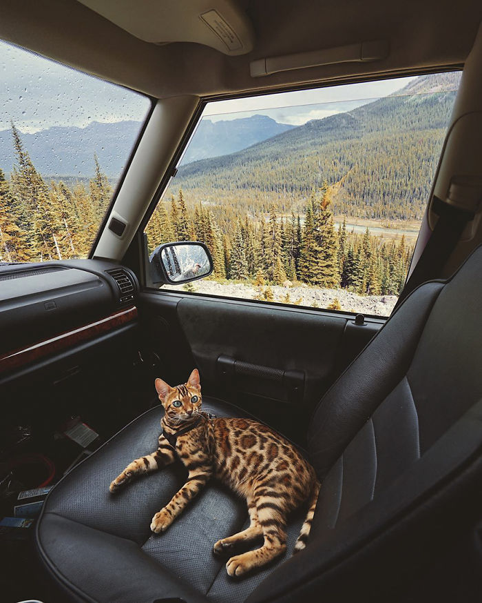 Meet Suki, The Traveling Cat Who’s Living A Better Life Than You Meet Suki, The Traveling Cat Who’s Living A Better Life Than You