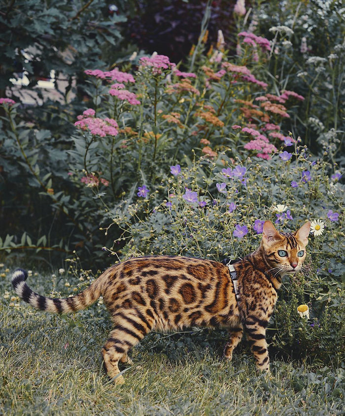 Meet Suki, The Traveling Cat Who’s Living A Better Life Than You Meet Suki, The Traveling Cat Who’s Living A Better Life Than You